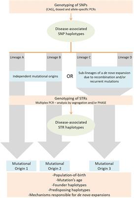 A Pipeline to Assess Disease-Associated Haplotypes in Repeat Expansion Disorders: The Example of MJD/SCA3 Locus